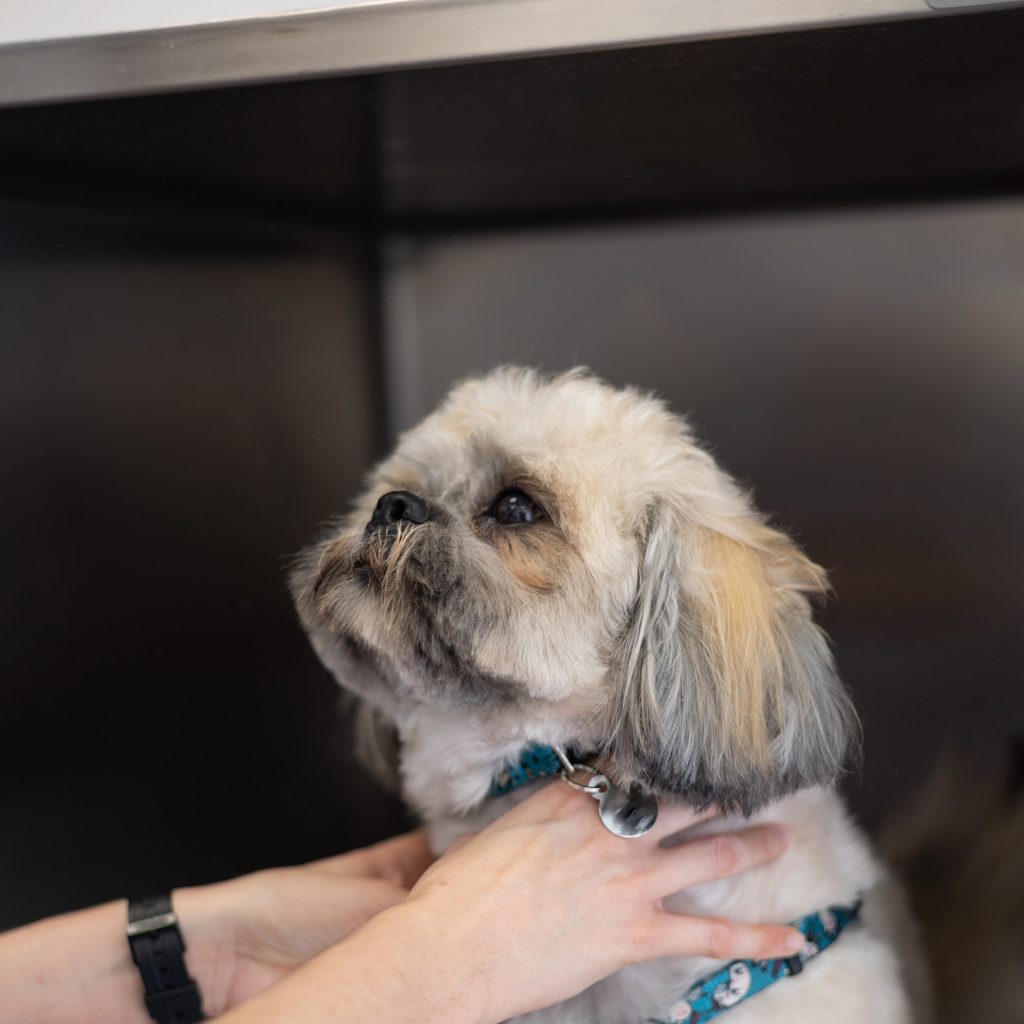 singapore pet columbarium